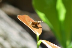 Choreutis amethystodes