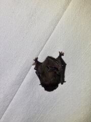 Chalinolobus gouldii