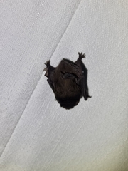 Chalinolobus gouldii