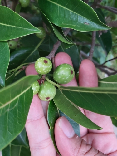 Deciduous fig (Ficus henneana)