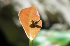 Choreutis amethystodes