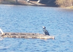 Phalacrocorax carbo