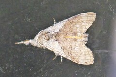 Calliteara grotei