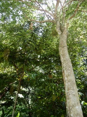 Dalbergia latifolia