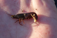 Betaeopsis aequimanus