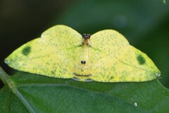 Omiza miliaria