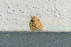 Schistophleps bipuncta