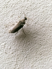 Ripiphoridae