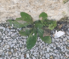 Lactuca virosa