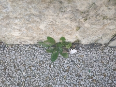 Lactuca virosa