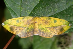 Omiza pachiaria