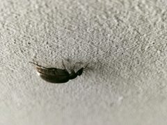 Ripiphoridae