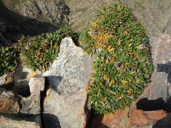 Oldenburgia paradoxa