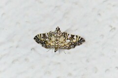 Glyphodes onychinalis