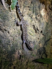 Cyrtodactylus oldhami