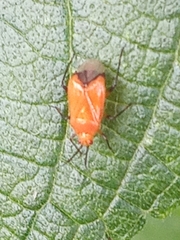 Miridae
