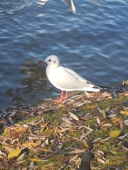 Chroicocephalus ridibundus