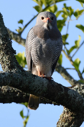 Lizard Buzzard