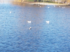 Chroicocephalus ridibundus