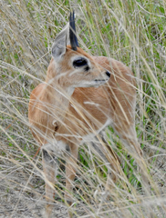 Raphicerus campestris