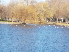 Chroicocephalus ridibundus