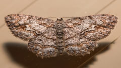 Ectropis bispinaria