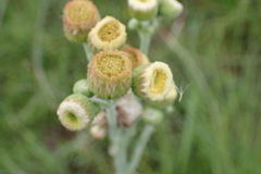 Erigeron primulifolius