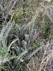 Astrolepis integerrima