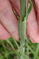 Erigeron primulifolius