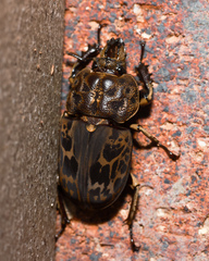 Ryssonotus nebulosus