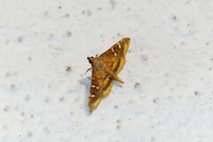 Prophantis adusta
