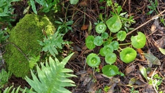 Umbilicus rupestris