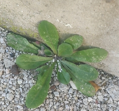 Crepis sancta