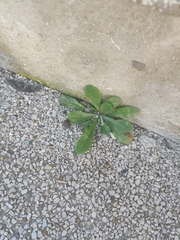Crepis sancta