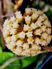 Hoya crassicaulis