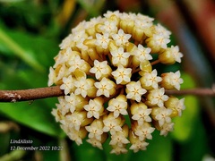 Hoya crassicaulis