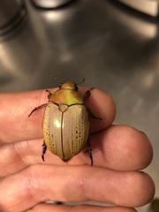 Anoplognathus olivieri