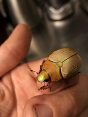 Anoplognathus olivieri