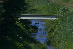 Anas platyrhynchos platyrhynchos