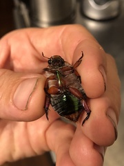 Anoplognathus olivieri