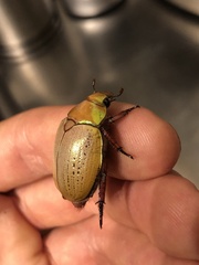 Anoplognathus olivieri