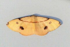 Hypochrosis flavifusata