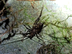 Pleioplectron simplex