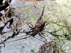 Pleioplectron simplex