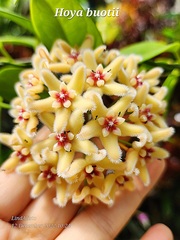 Hoya buotii