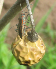 Spilostethus furcula