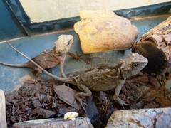 Acanthosaura lepidogaster