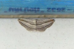 Scopula opicata