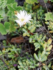 Lampranthus falciformis