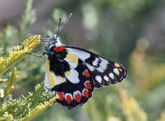 Delias aganippe